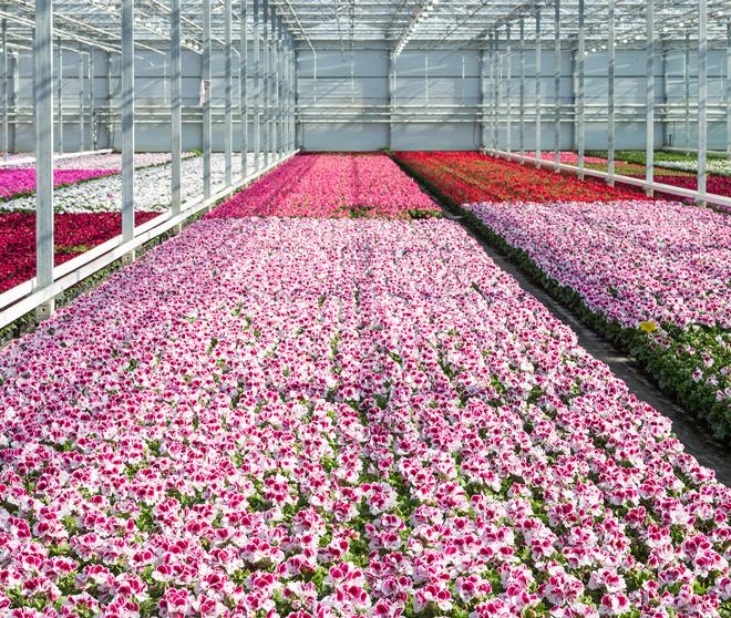 【古瑞瓦特】绿电走世界 | 荷兰鲜花工厂的光伏电站